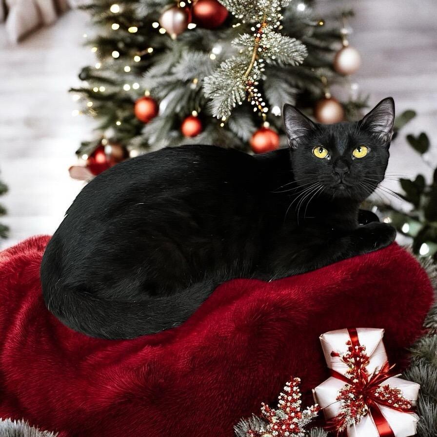 Echo — The Sweetest Little Black Velvet Shadow