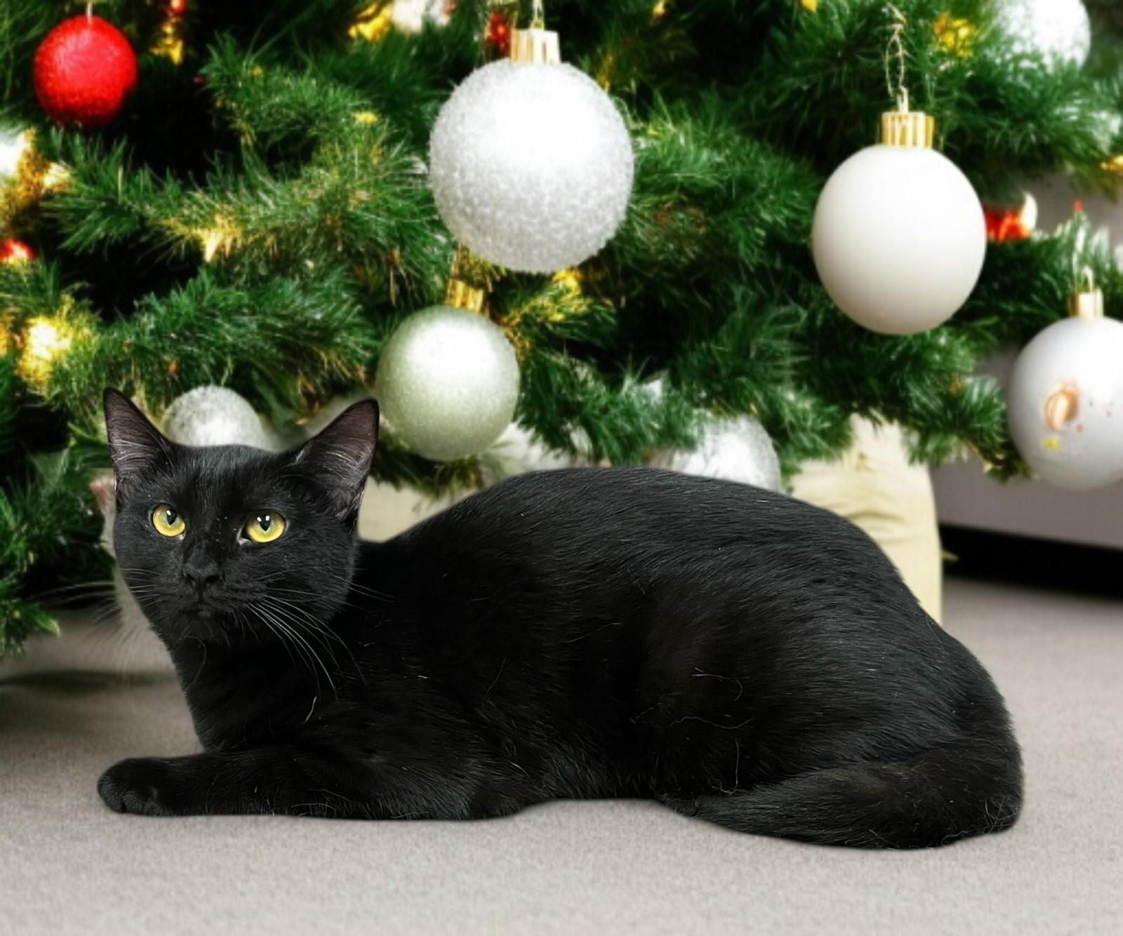 Echo — The Sweetest Little Black Velvet Shadow