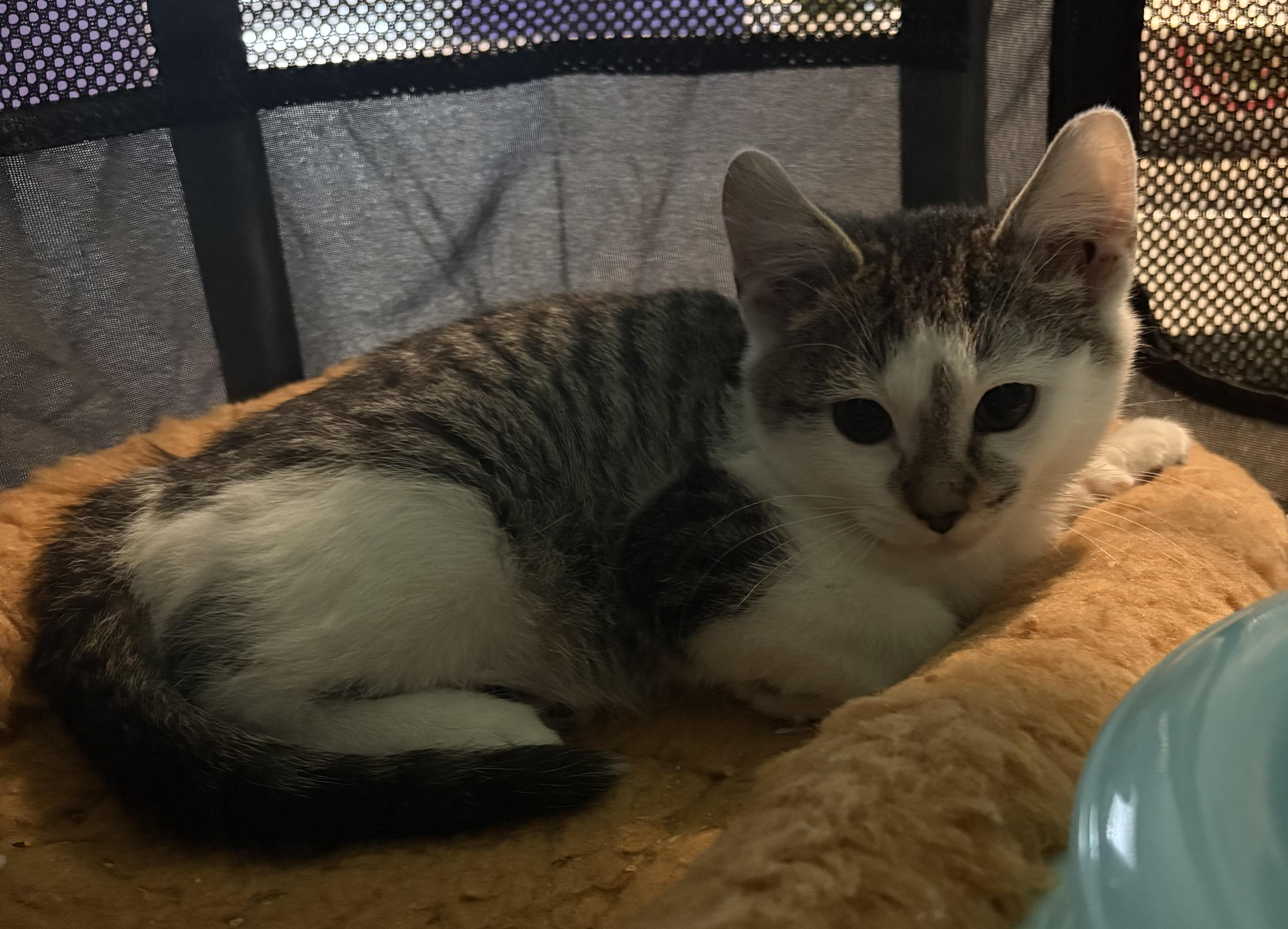 Zac, Adoptable, Kitten Male Domestic Short Hair.