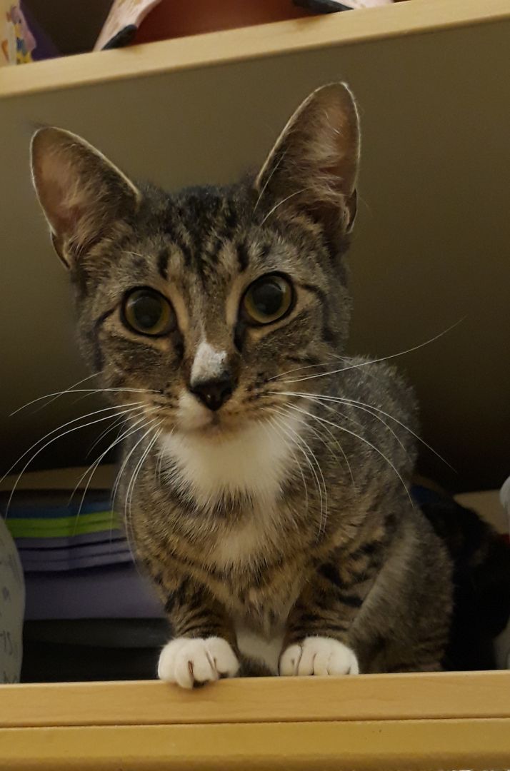 Pixie chatty girl, a Adoptable Domestic Short Hair in Kenhorst, PA image 1/2