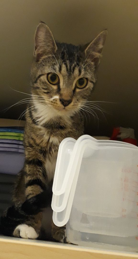 Pixie chatty girl, a Adoptable Domestic Short Hair in Kenhorst, PA image 2/2