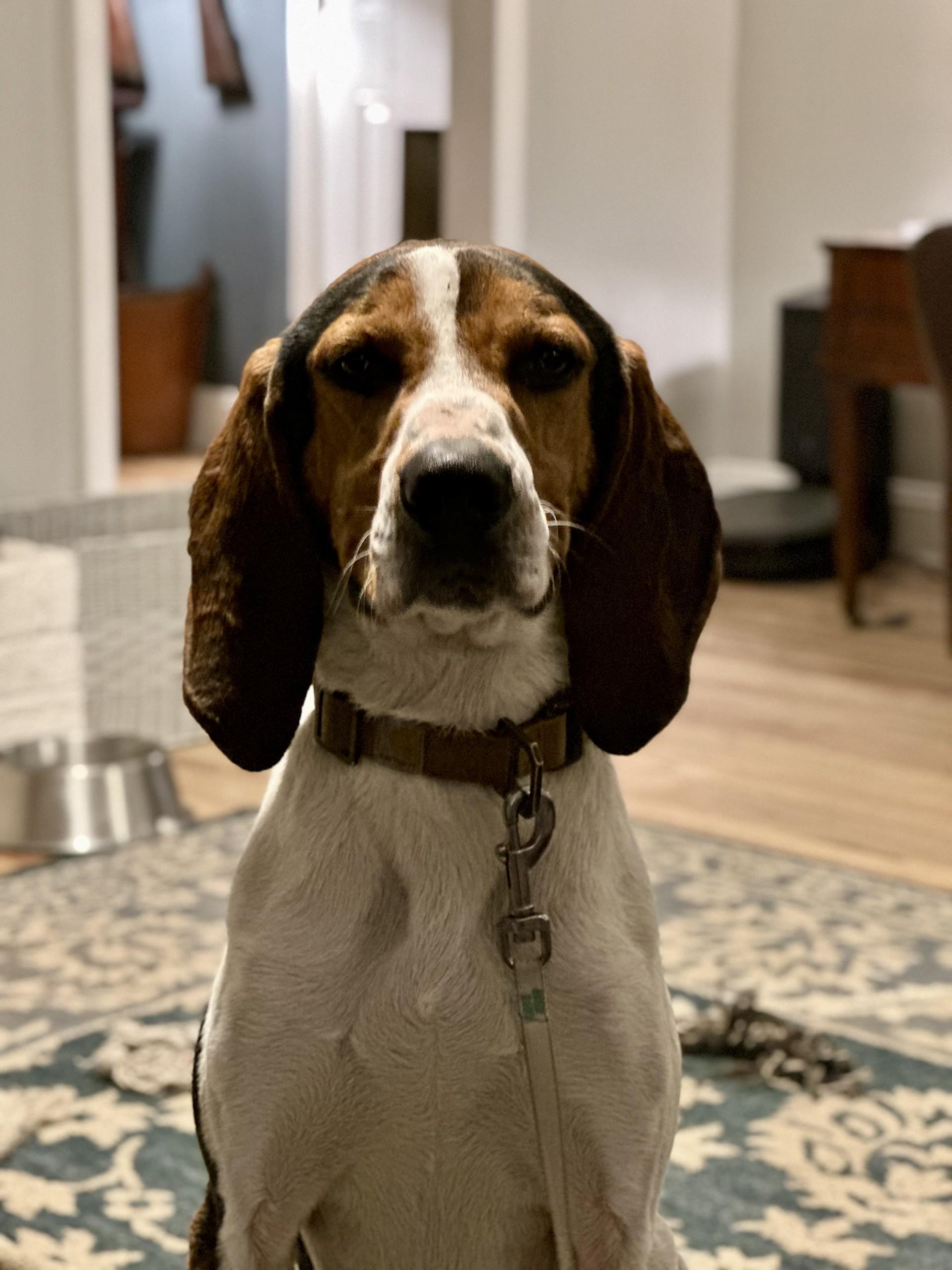 Roscoe, a ADOPTABLE mixed breed in Salisbury, NC image 3/3