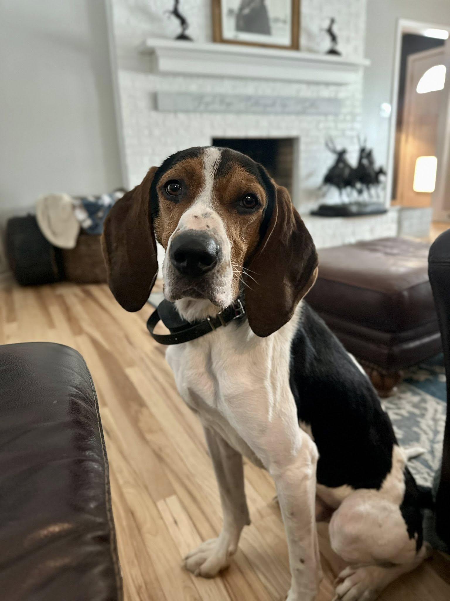 Roscoe, a ADOPTABLE mixed breed in Salisbury, NC image 1/3