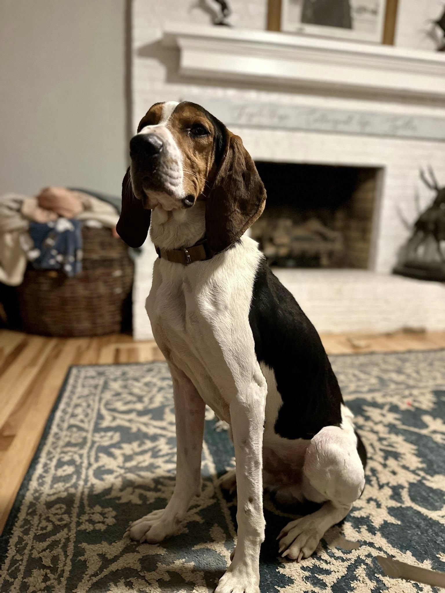 Roscoe, a ADOPTABLE mixed breed in Salisbury, NC image 2/3