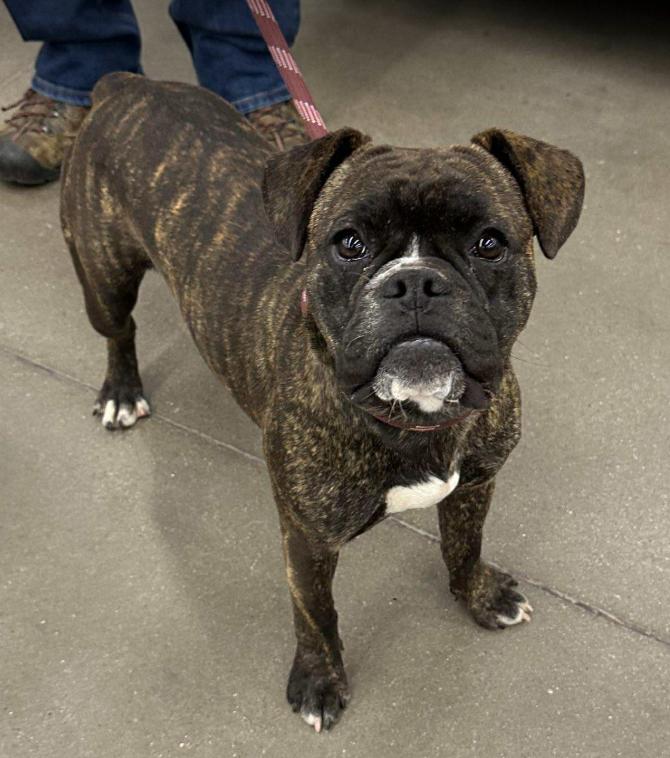 Enlarge Axel in TX, a Adoptable French Bulldog in Cranston, RI image 1/1
