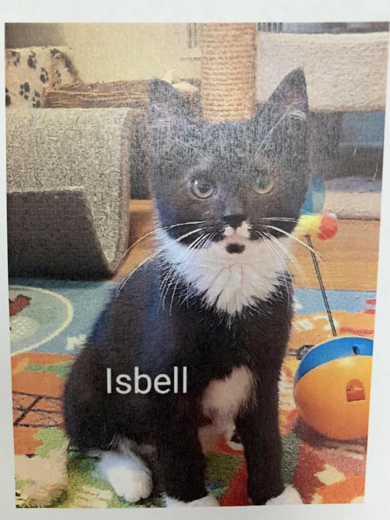 Isabell, Adoptable, Adult Female Domestic Short Hair.