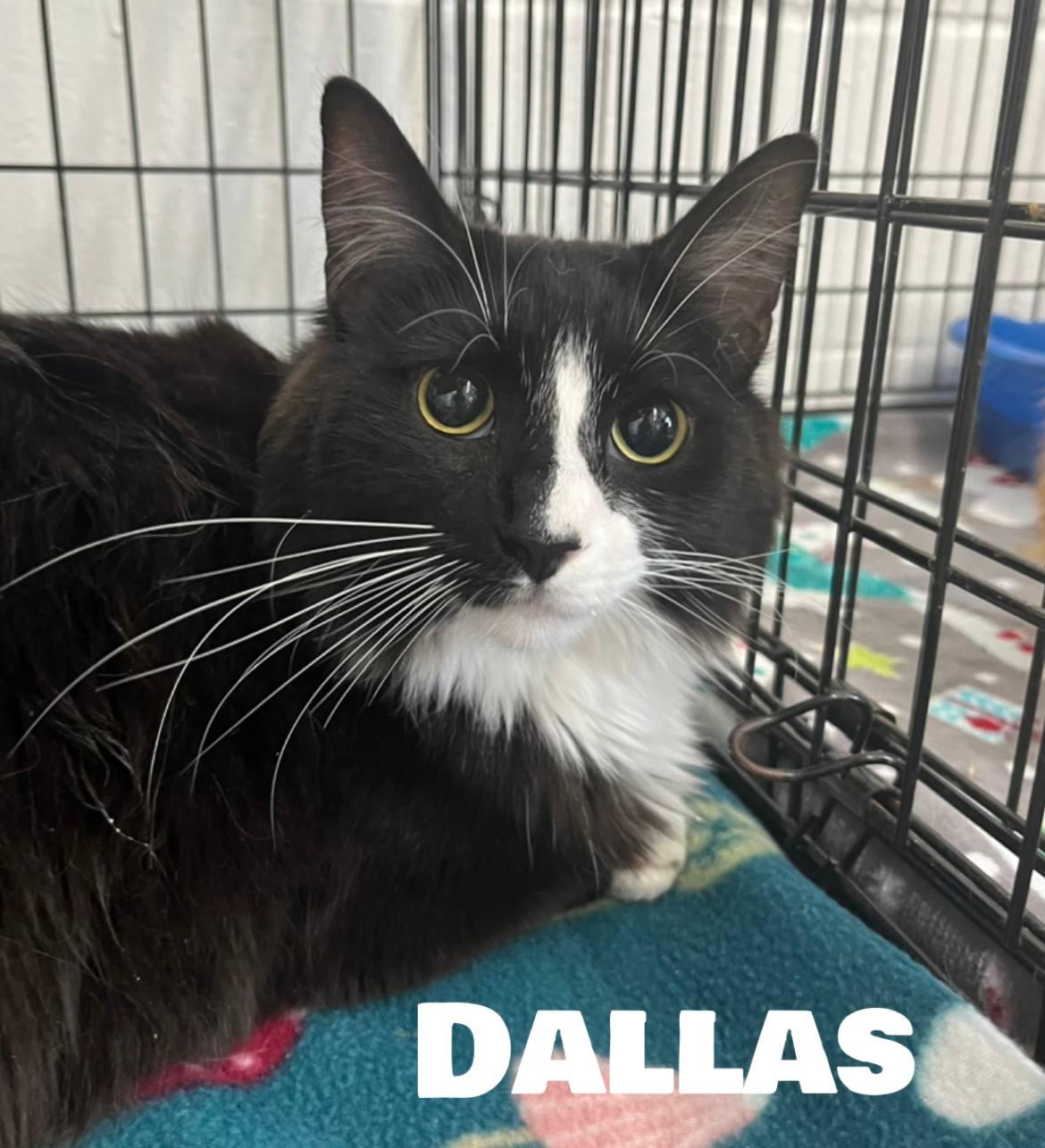 Dallas, Adult Male American Shorthair