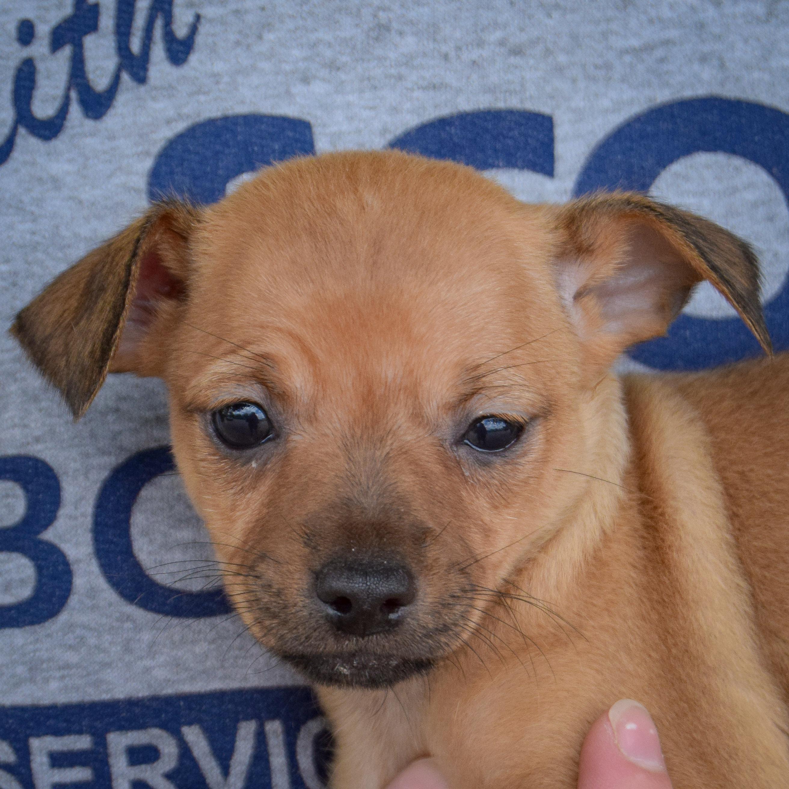 Dimple, Baby Female unknown