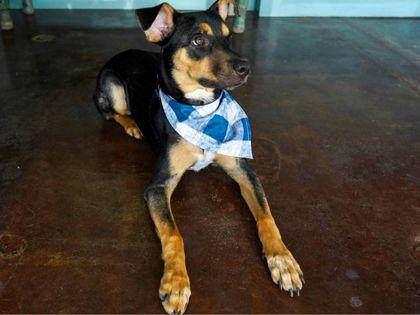 Scottie, a Adoptable mixed breed in San Antonio, TX image 1/3