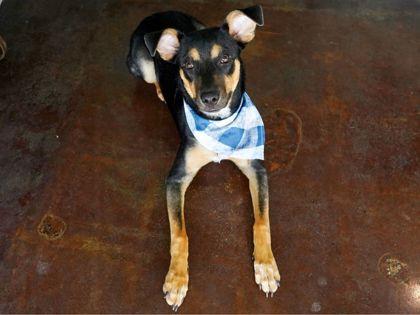 Scottie, a Adoptable mixed breed in San Antonio, TX image 2/3