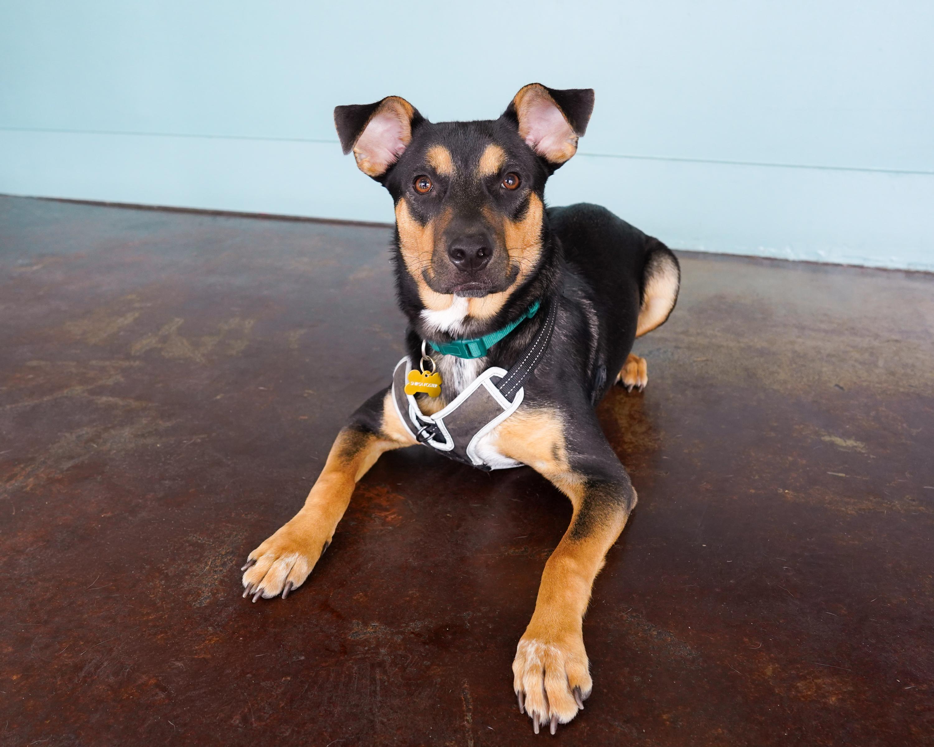 Enlarge Scottie, a Adoptable mixed breed in San Antonio, TX image 2/6