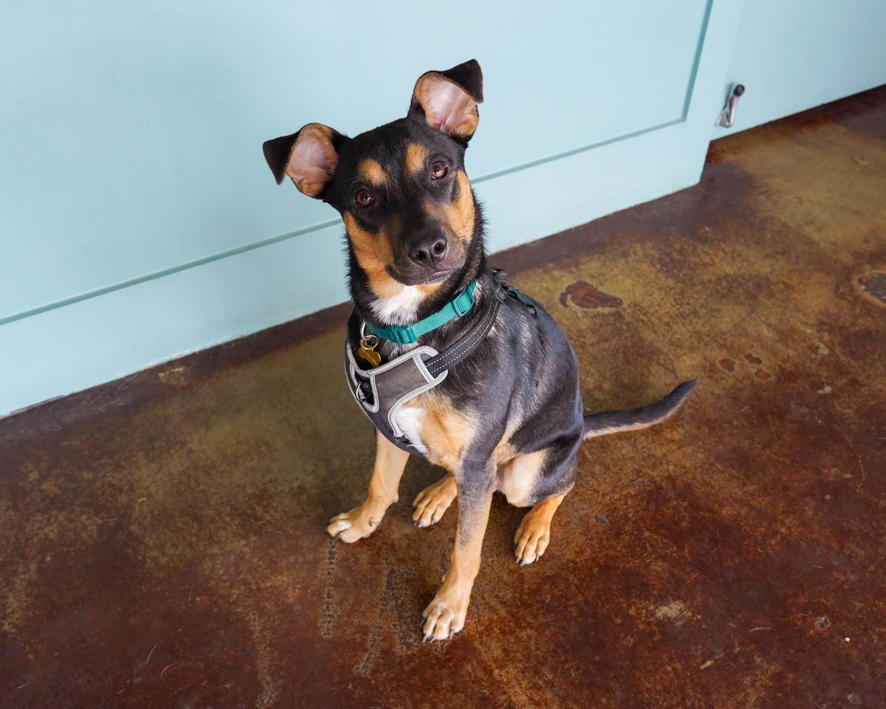 Scottie, Adoptable, Adult Male Miniature Pinscher & Mixed Breed.