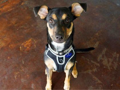 Scottie, a Adoptable mixed breed in San Antonio, TX image 3/3