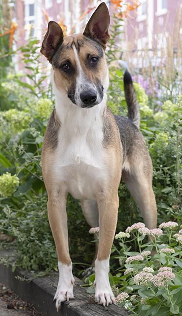 Enlarge Spooky, a ADOPTABLE mixed breed in Chicago, IL image 2/5