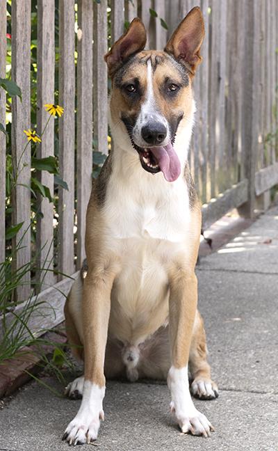Enlarge Spooky, a ADOPTABLE mixed breed in Chicago, IL image 5/5
