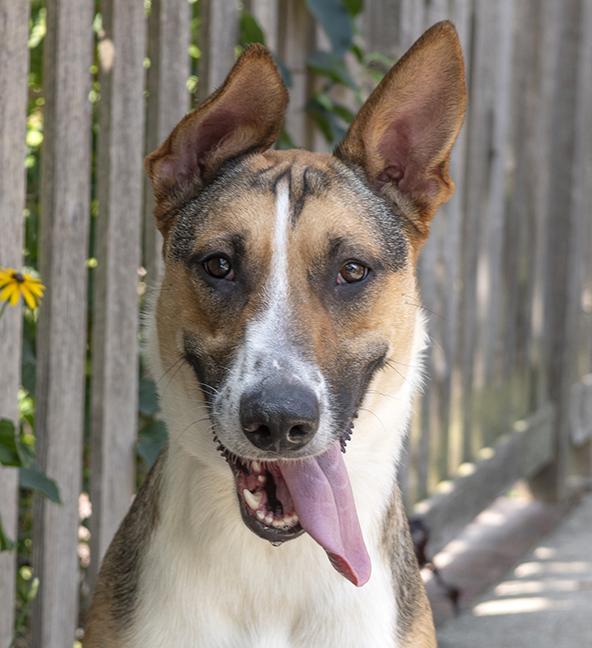 Spooky, ADOPTABLE, Young Male Collie & German Shepherd Dog.