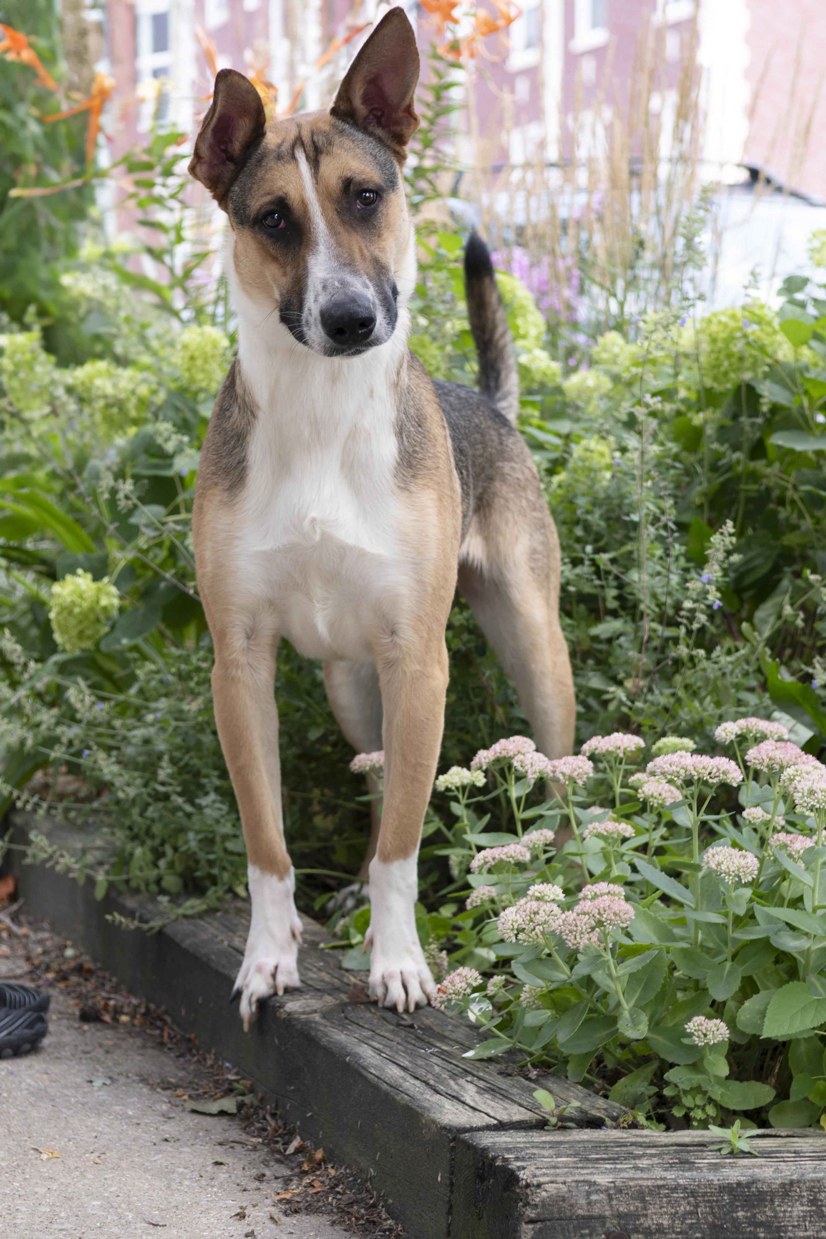 Enlarge Spooky, a ADOPTABLE mixed breed in Chicago, IL image 4/5
