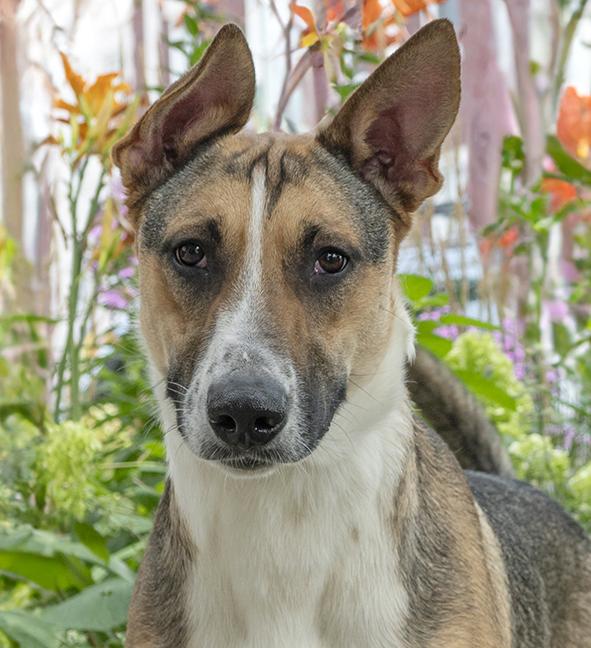 Enlarge Spooky, a ADOPTABLE mixed breed in Chicago, IL image 3/5