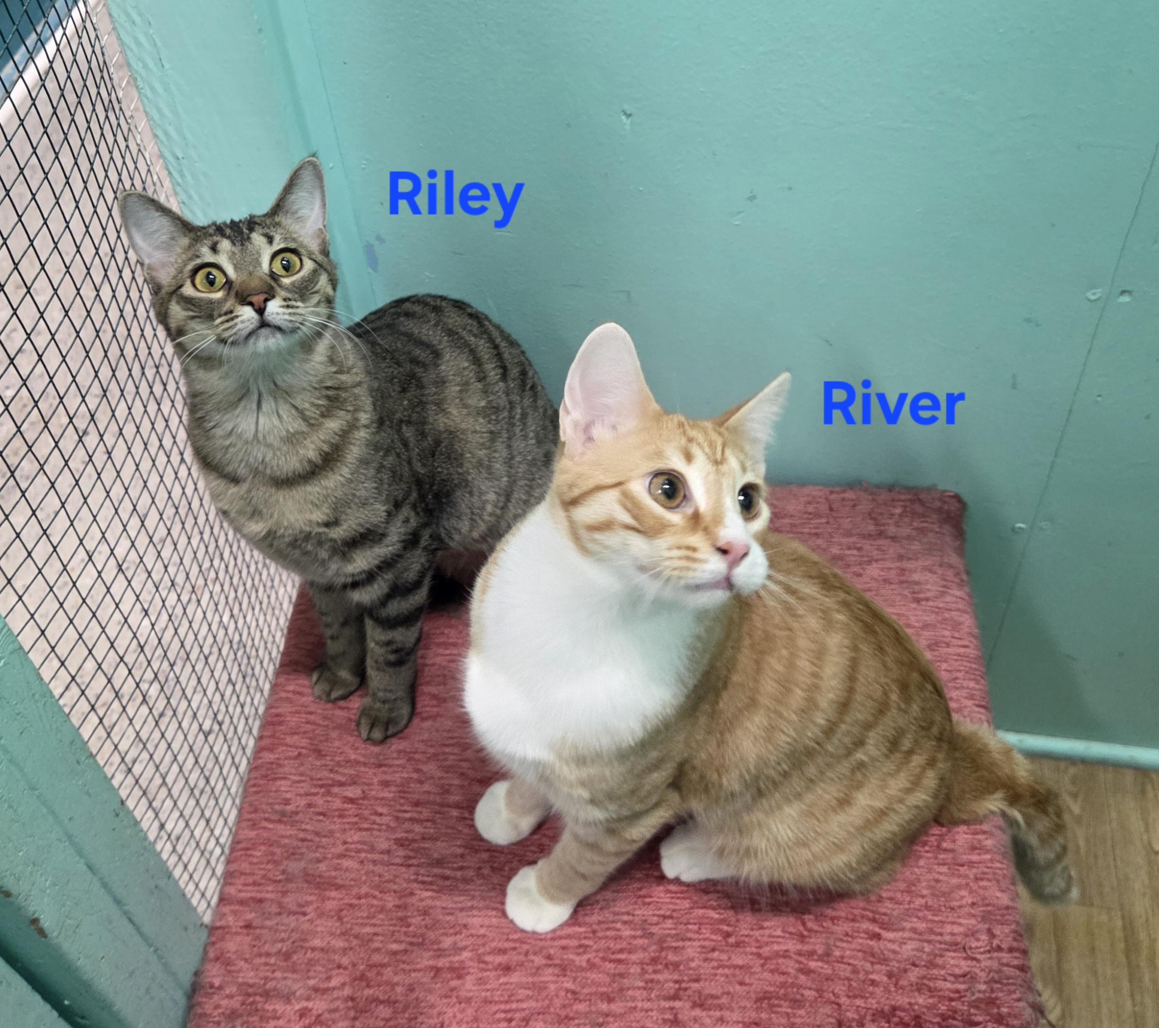 Rory, a ADOPTABLE mixed breed in Whitewater, WI image 4/5