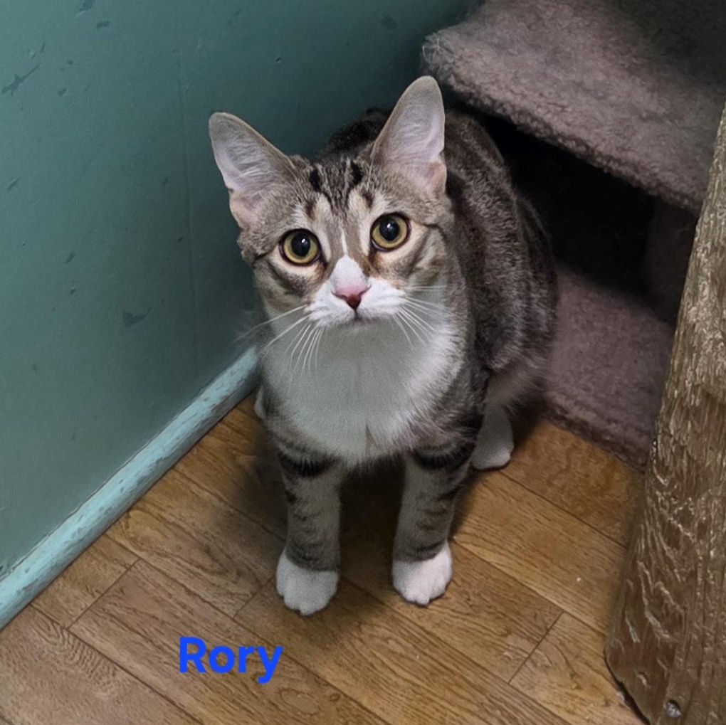 Rory, ADOPTABLE, Young Female Domestic Short Hair.