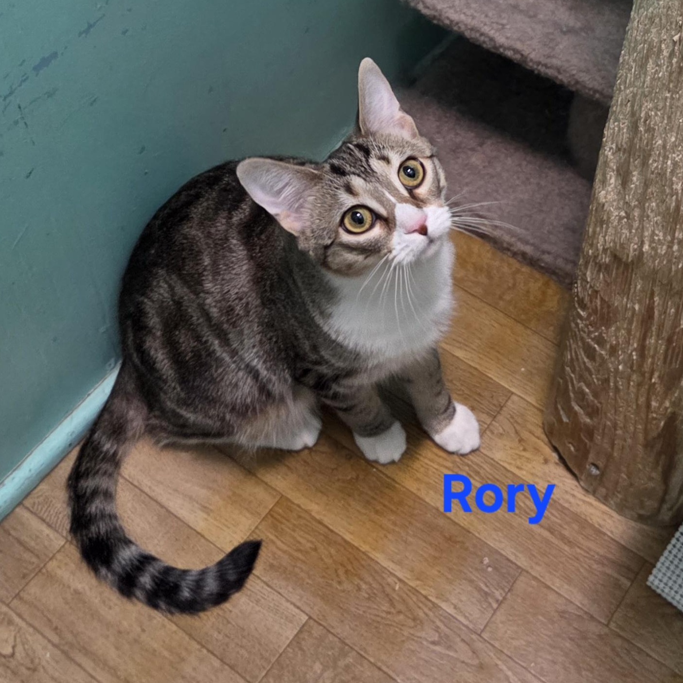 Rory, a ADOPTABLE mixed breed in Whitewater, WI image 2/5