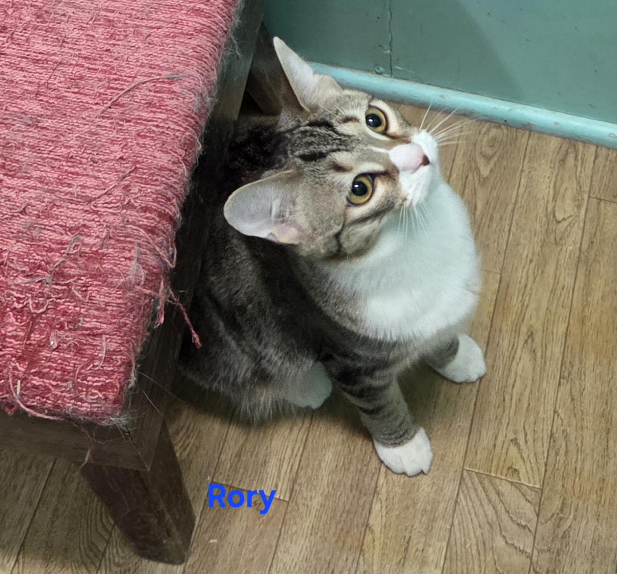 Rory, a ADOPTABLE mixed breed in Whitewater, WI image 3/5