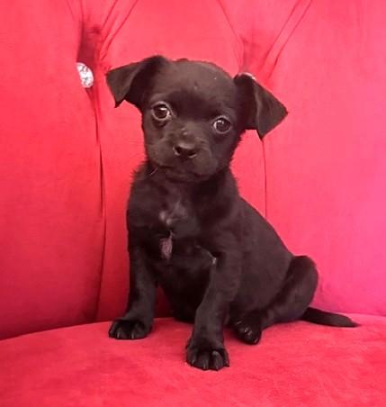 Enlarge Malala, a ADOPTABLE mixed breed in Santa Rosa, CA image 4/6