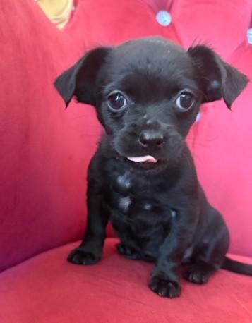 Enlarge Malala, a ADOPTABLE mixed breed in Santa Rosa, CA image 6/6