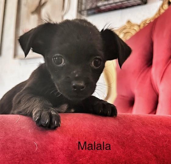 Enlarge Malala, a ADOPTABLE mixed breed in Santa Rosa, CA image 3/6