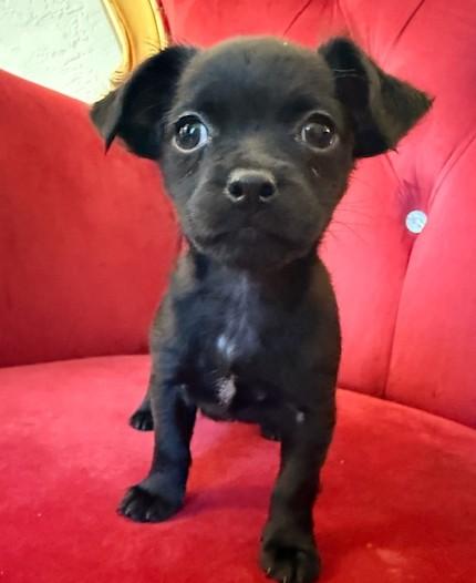 Malala, ADOPTABLE, Puppy Female Chihuahua.