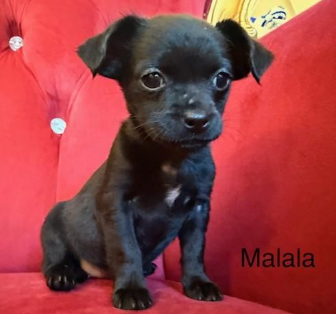 Enlarge Malala, a ADOPTABLE mixed breed in Santa Rosa, CA image 2/6