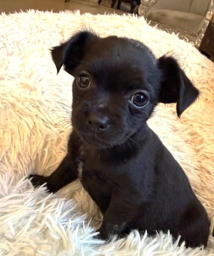 Enlarge Malala, a ADOPTABLE mixed breed in Santa Rosa, CA image 5/6