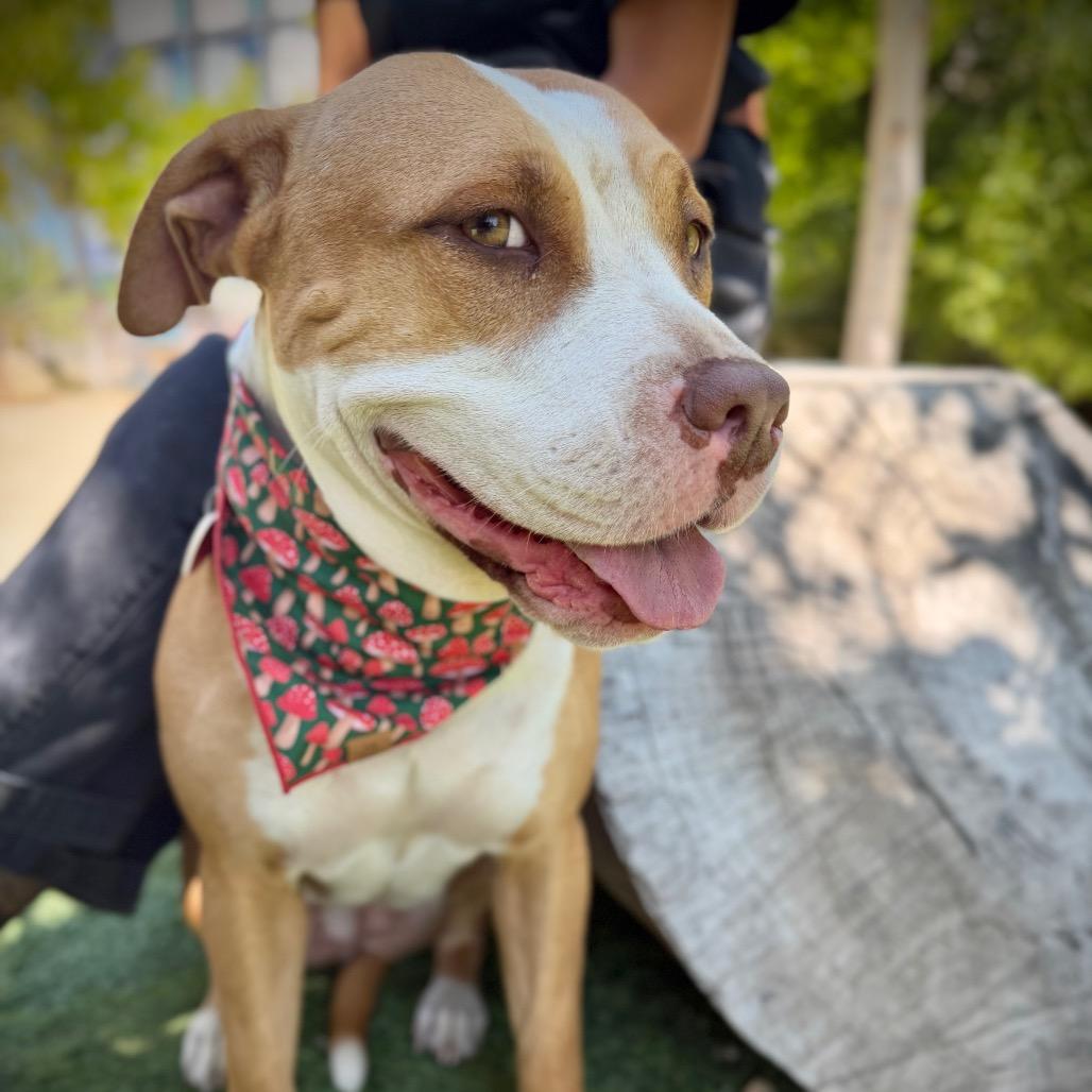 Cricket - is a shy angel who loves dogs and cats and kids, Adoptable, Adult Female Mixed Breed & Mixed Breed.