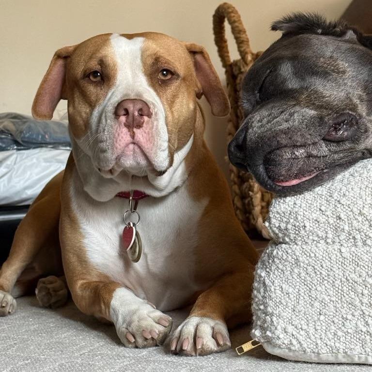 Enlarge Cricket - is a shy angel who loves dogs and cats and kids, a Adoptable mixed breed in Los Angeles, CA image 1/6