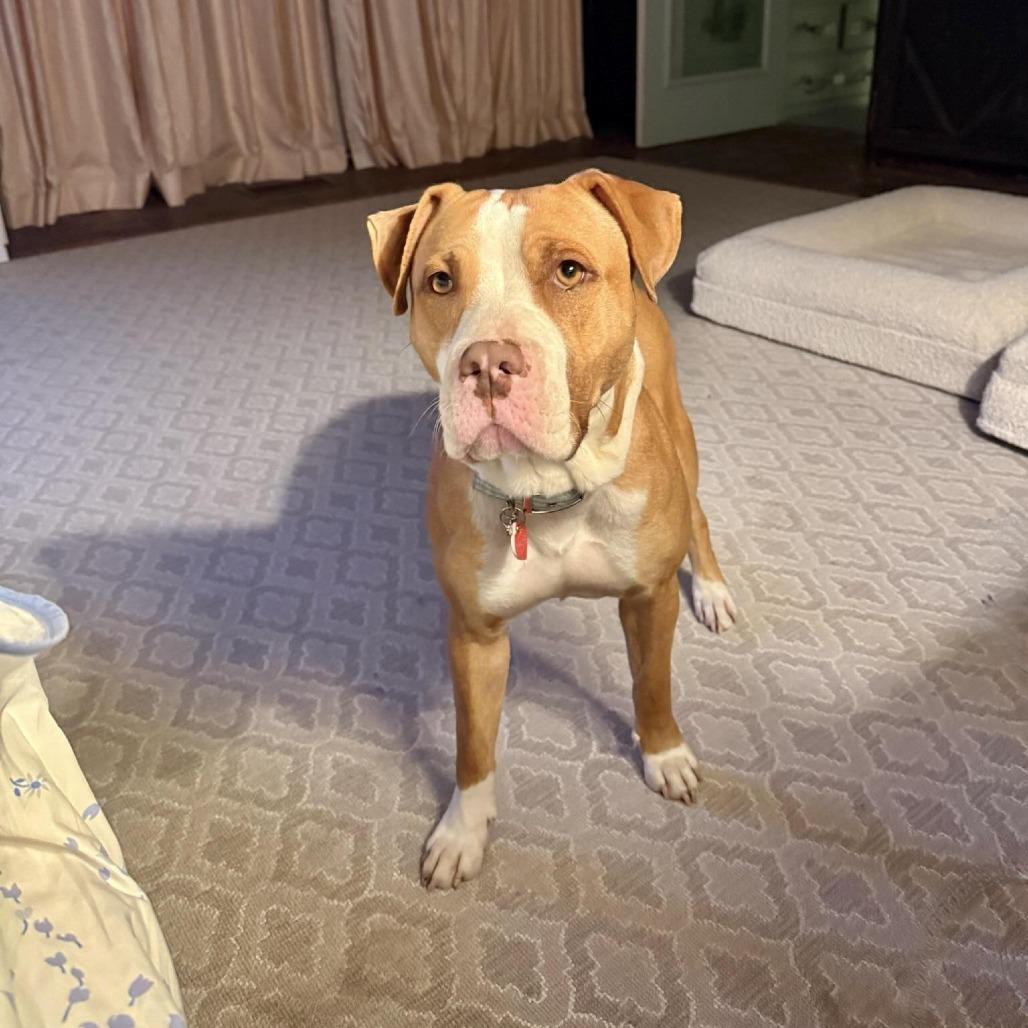 Enlarge Cricket is a shy angel who loves dogs and cats and kids , a Adoptable Pit Bull Terrier in Los Angeles, CA image 2/6