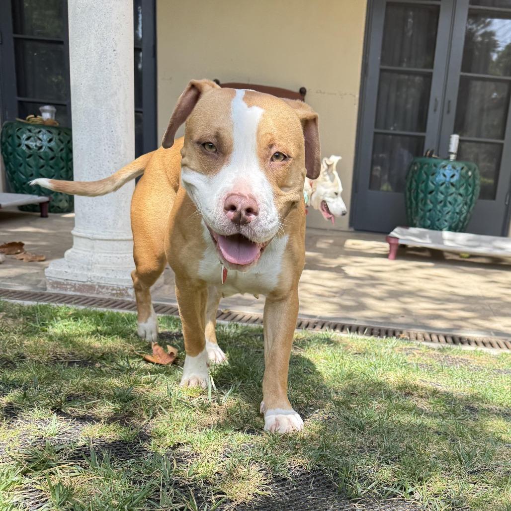 Enlarge Cricket is a shy angel who loves dogs and cats and kids , a Adoptable Pit Bull Terrier in Los Angeles, CA image 3/6