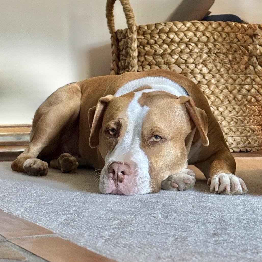 Enlarge Cricket - is a shy angel who loves dogs and cats and kids, a Adoptable mixed breed in Los Angeles, CA image 3/6