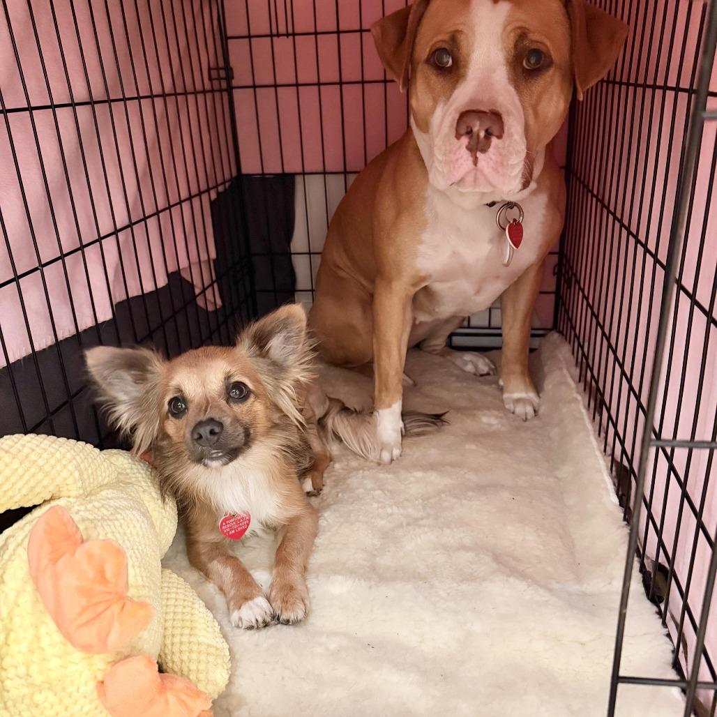 Enlarge Cricket - is a shy angel who loves dogs and cats and kids, a Adoptable mixed breed in Los Angeles, CA image 5/5