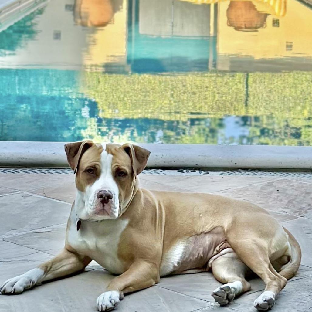 Enlarge Cricket - is a shy angel who loves dogs and cats and kids, a Adoptable mixed breed in Los Angeles, CA image 4/6