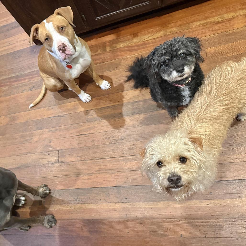 Enlarge Cricket is a shy angel who loves dogs and cats and kids , a Adoptable Pit Bull Terrier in Los Angeles, CA image 4/6