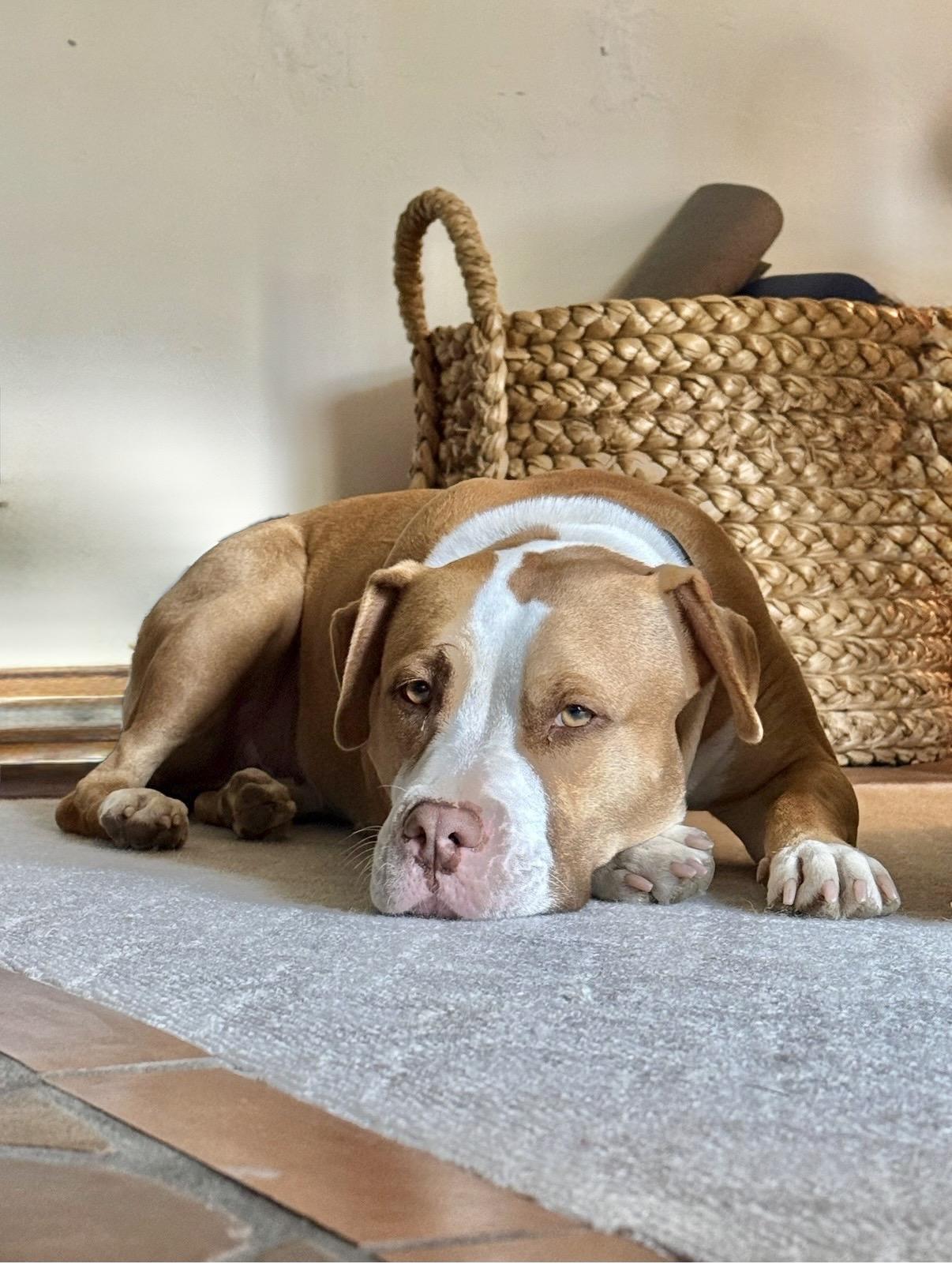 Enlarge Cricket is a shy angel who loves dogs and cats and kids , a Adoptable Pit Bull Terrier in Los Angeles, CA image 6/6