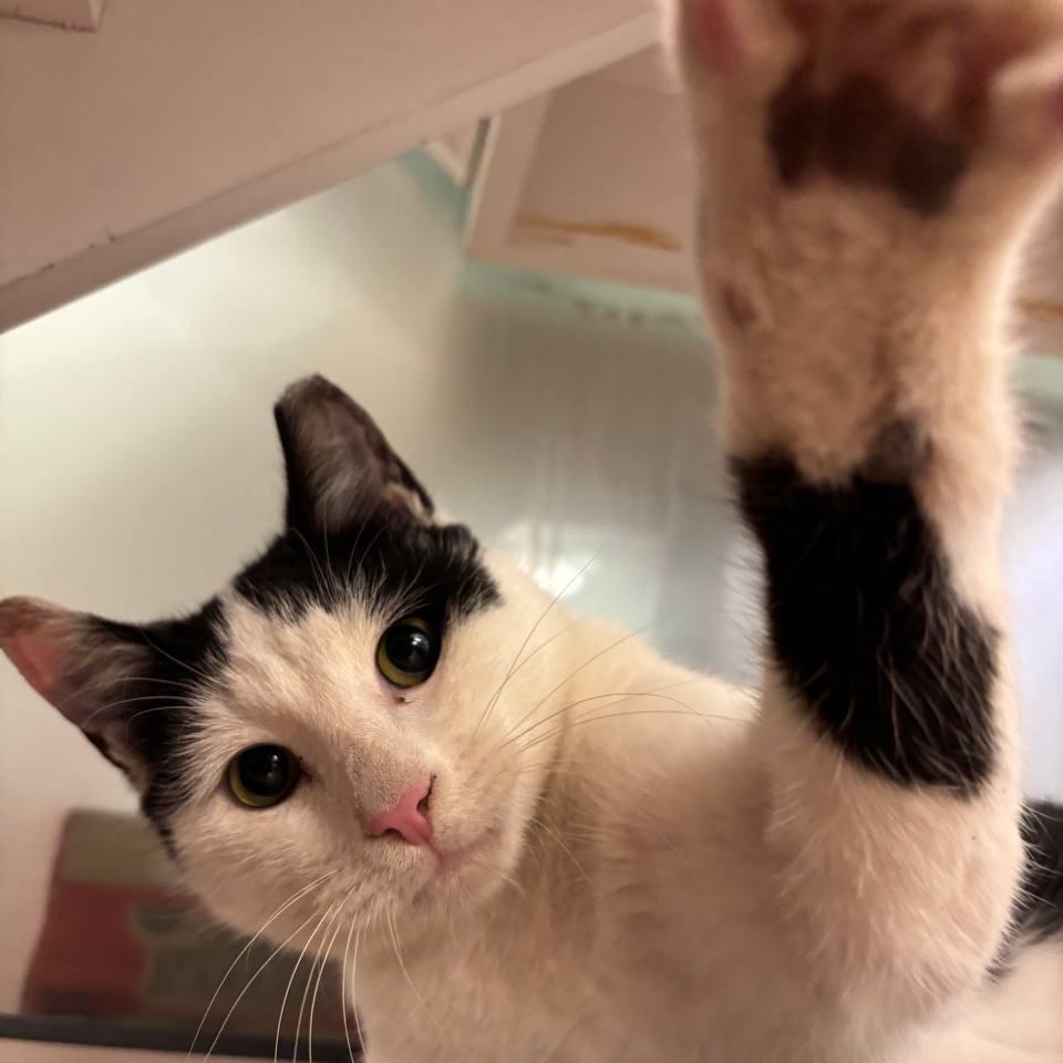 Doc, Adoptable, Adult Male Domestic Short Hair.