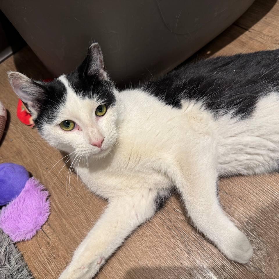 Enlarge Doc, a Adoptable Domestic Short Hair in New York, NY image 2/5