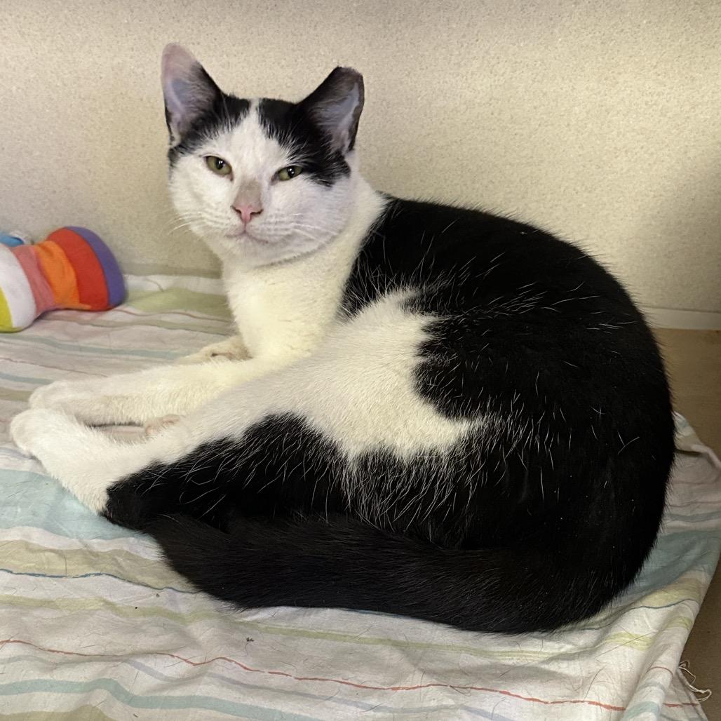 Enlarge Doc, a Adoptable Domestic Short Hair in New York, NY image 3/5