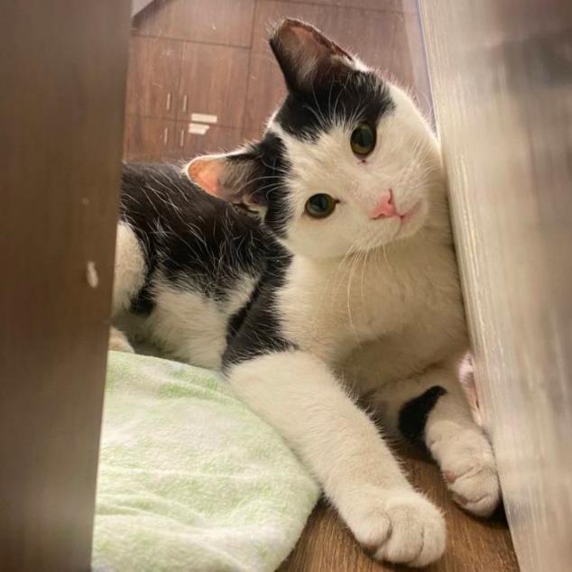 Enlarge Doc, a Adoptable Domestic Short Hair in New York, NY image 4/5