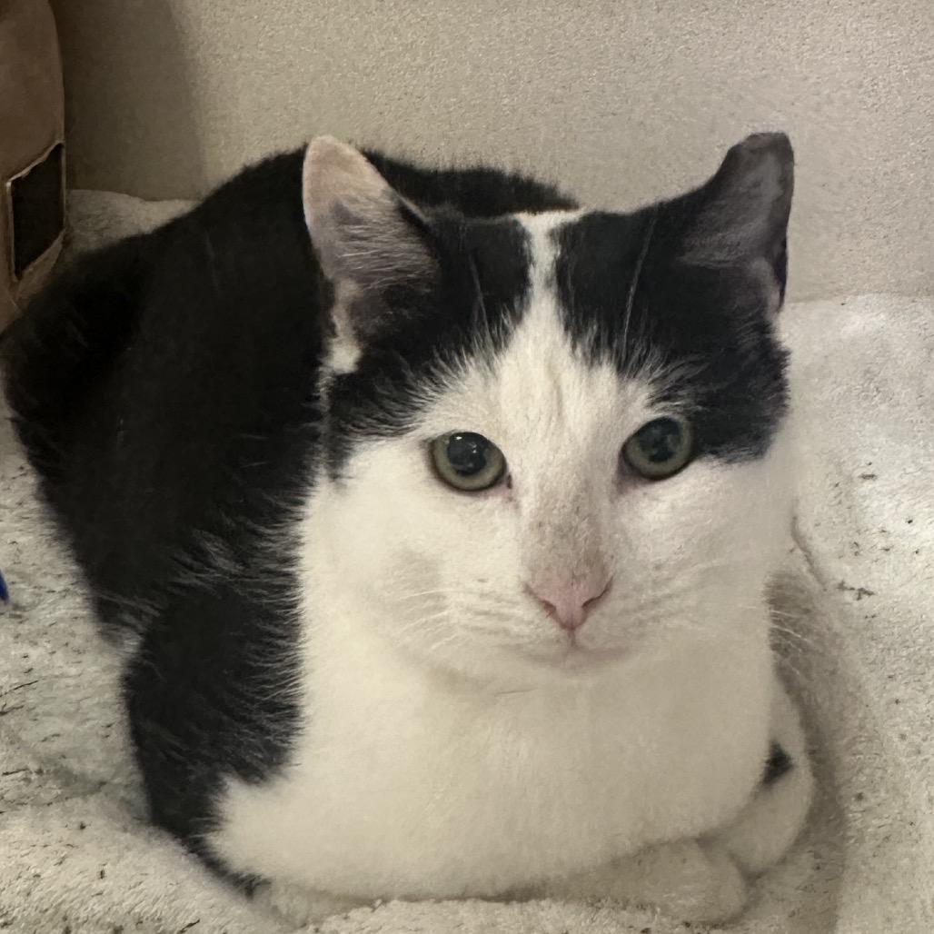 Enlarge Doc, a Adoptable Domestic Short Hair in New York, NY image 5/5