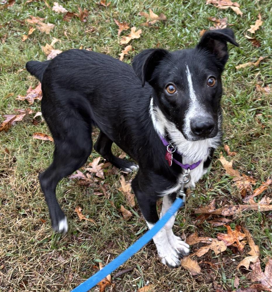 Audie Murphy, a Adoptable mixed breed in Boston, MA image 1/6