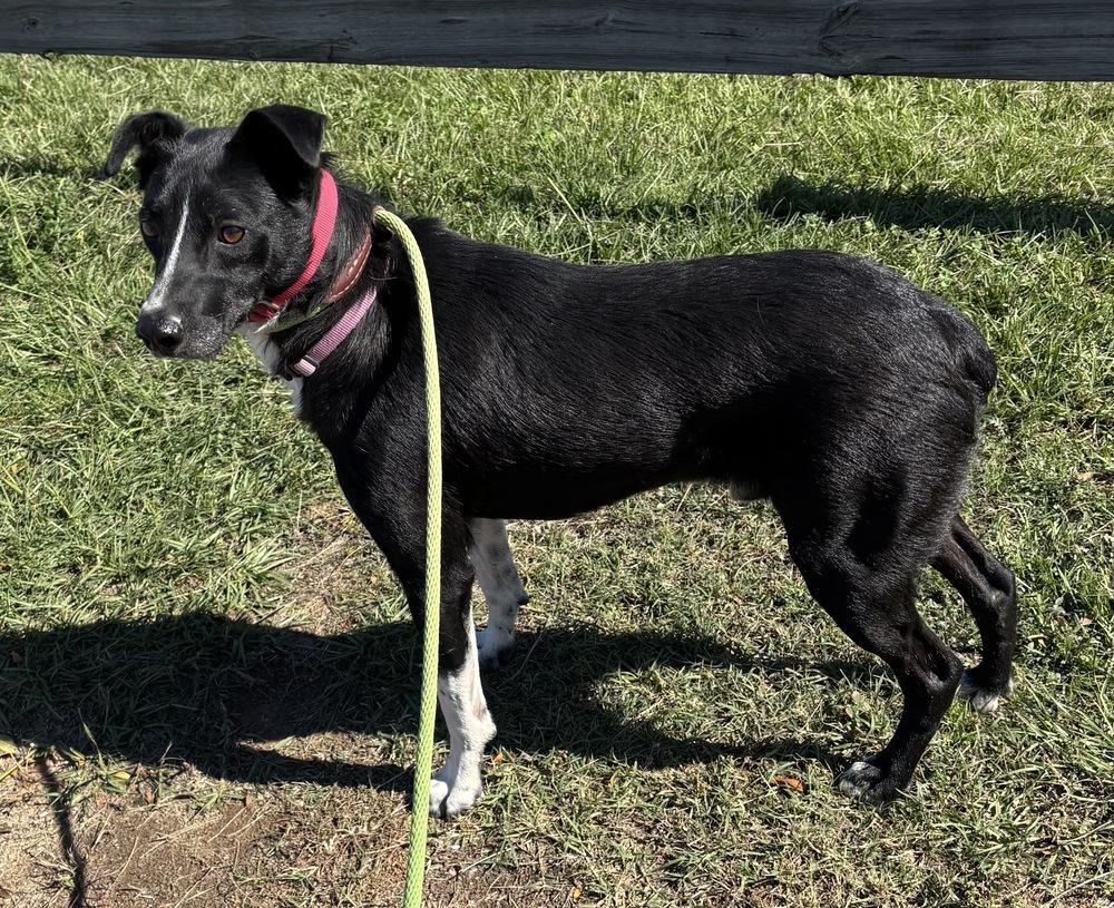 Audie Murphy, a Adoptable mixed breed in Boston, MA image 2/6