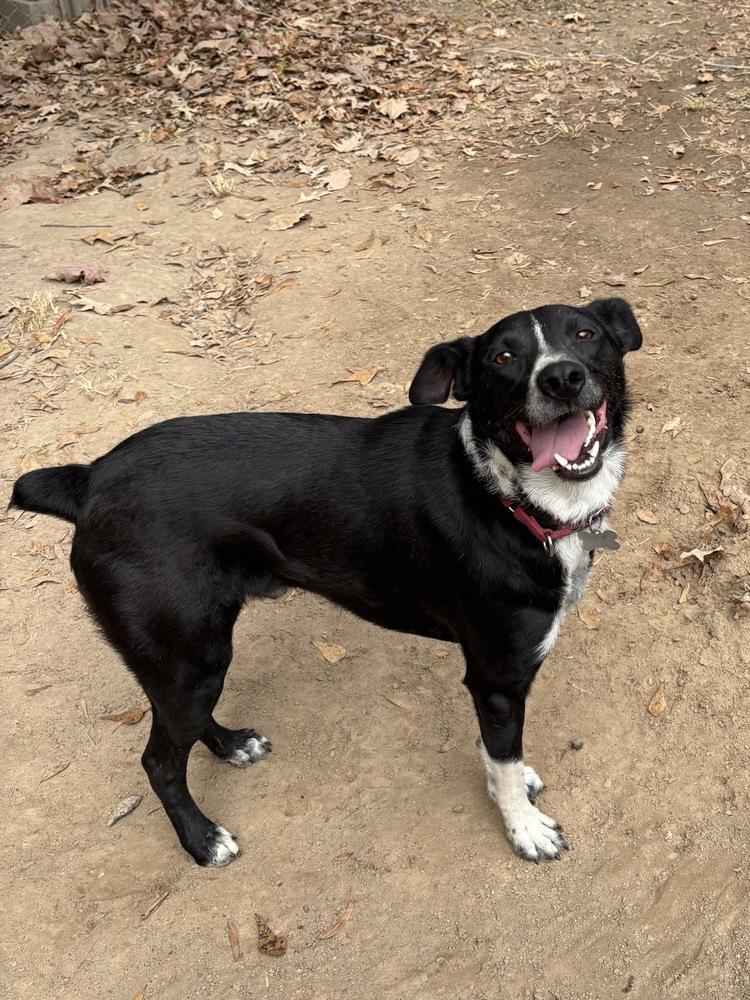 Audie Murphy, a Adoptable mixed breed in Boston, MA image 3/6