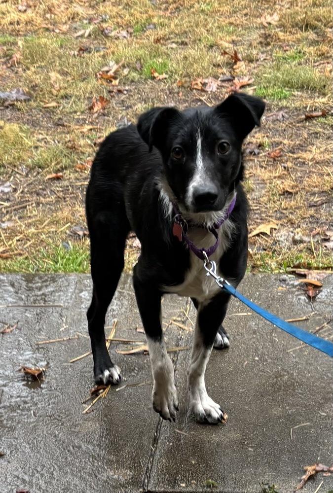 Audie Murphy, a Adoptable mixed breed in Boston, MA image 4/6